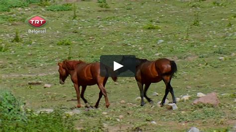 yılkı atları video